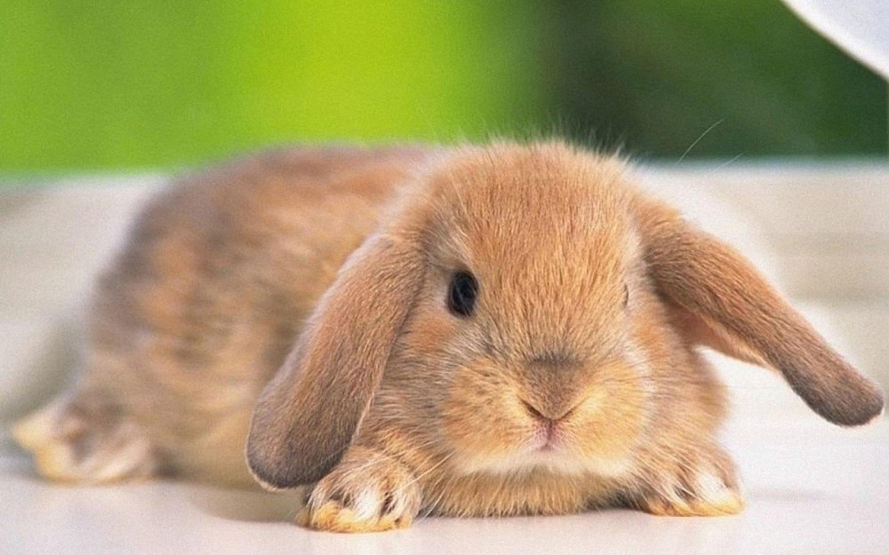 Голландский вислоухий кролик