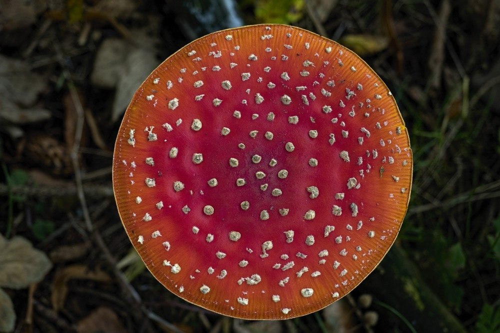 Гриб Amanita Jackson