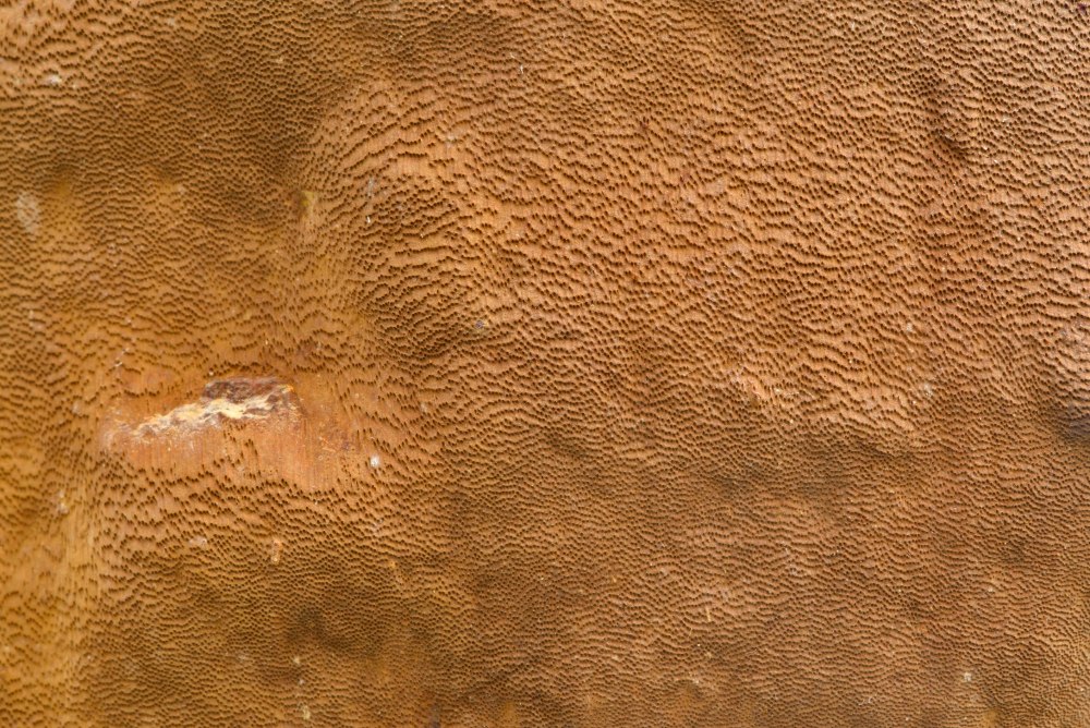Phellinus punctatus