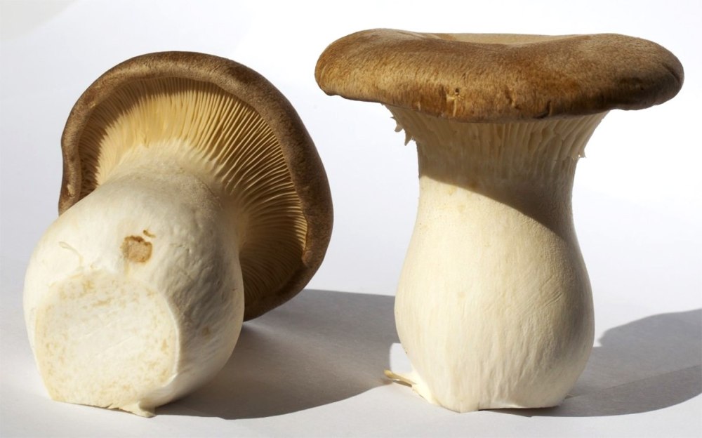 Pleurotus eryngii гриб