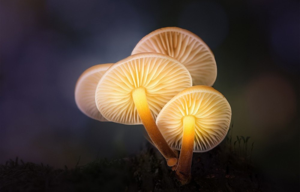 Mycena LUXAETERNA