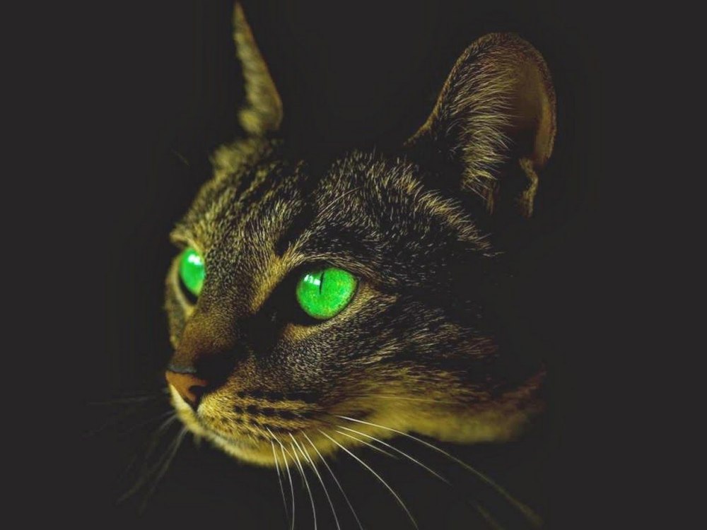 Кошка в темноте