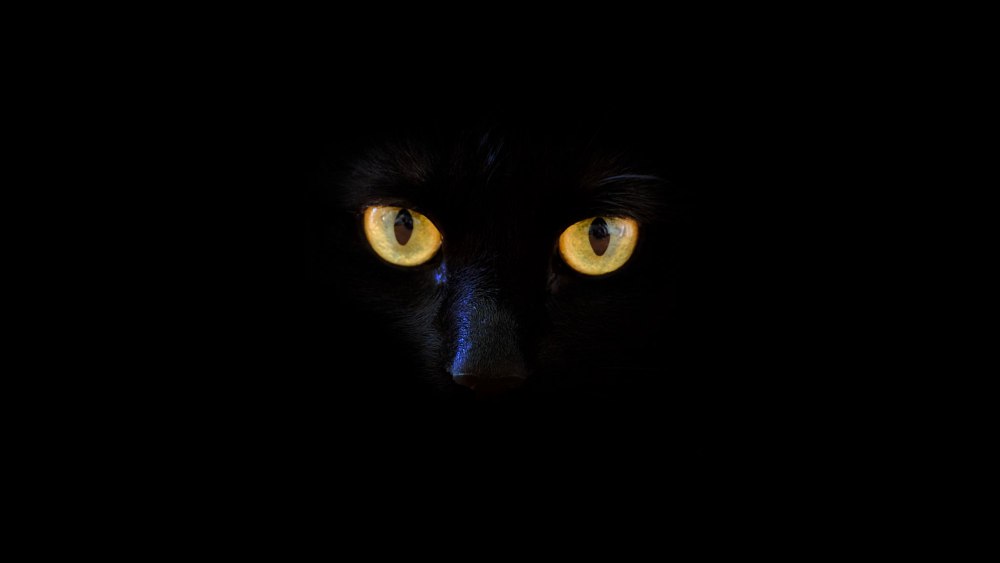 Кошачьи глаза в темноте