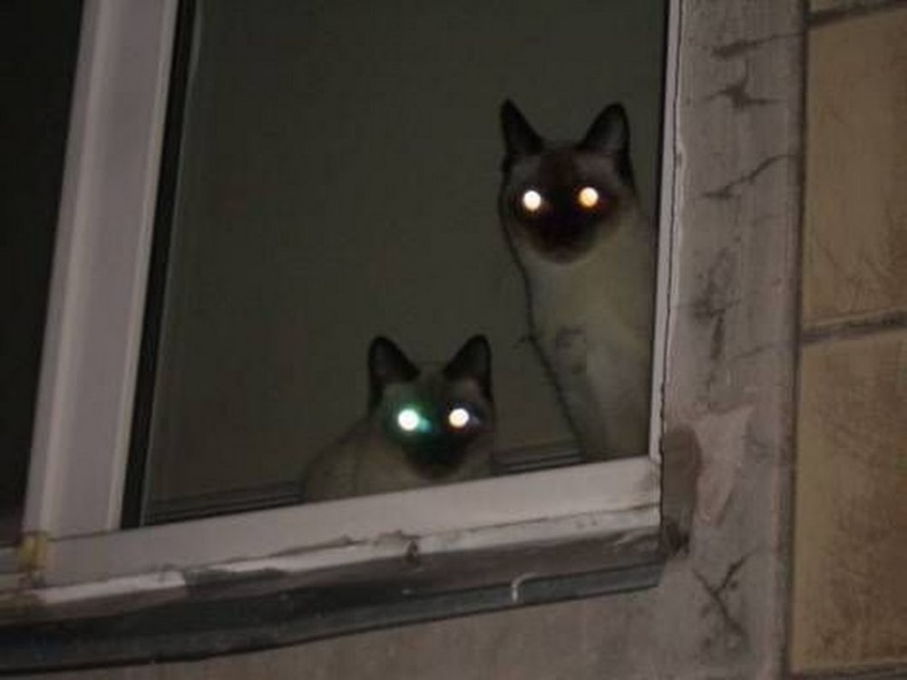 Кот со светящимися глазами