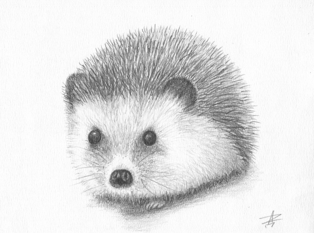 Ежик карандашом