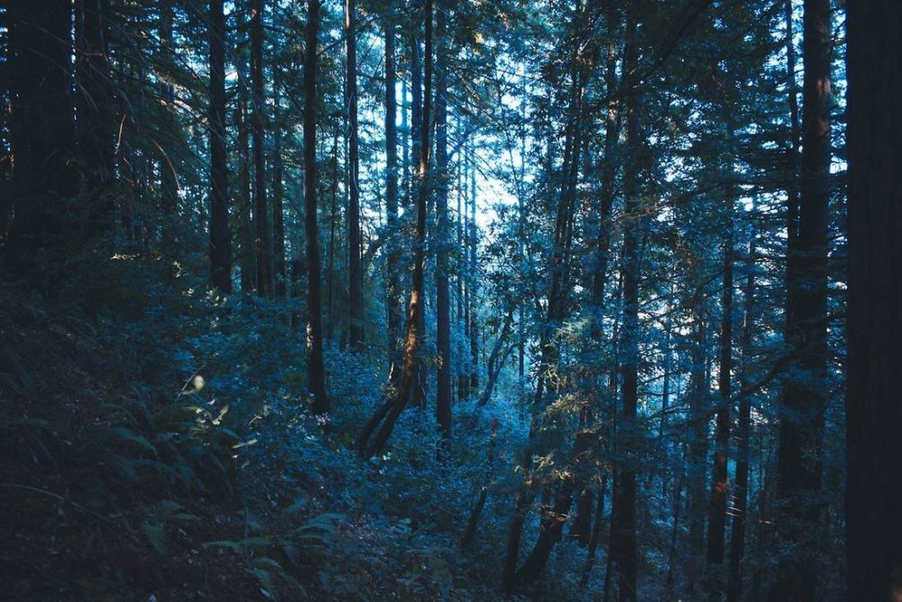 Синий лес