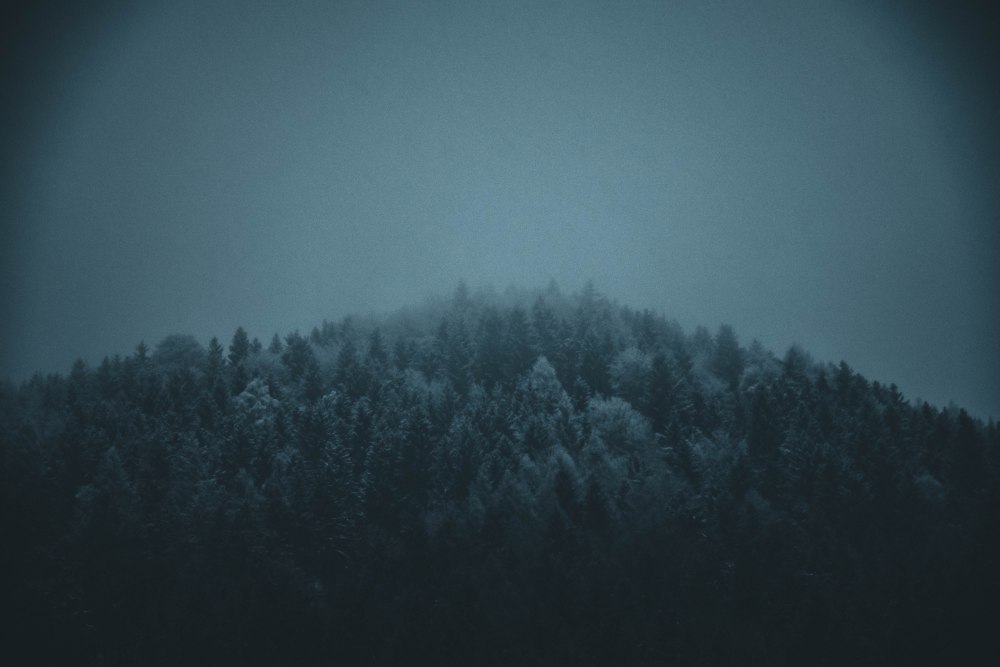 Лес во мгле