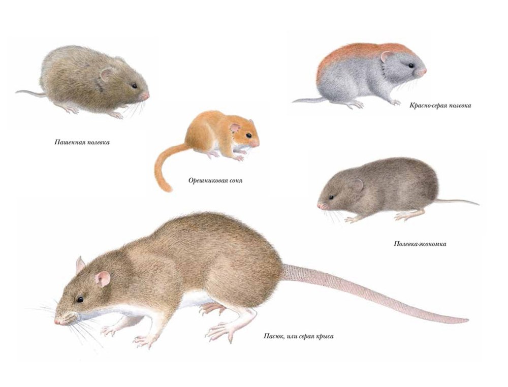 Обыкновенная полевка Microtus arvalis