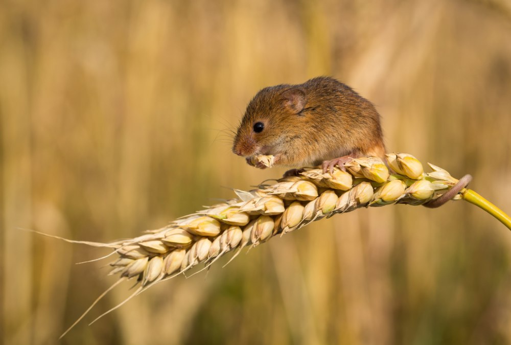 Серая полевка – Microtus arvalis