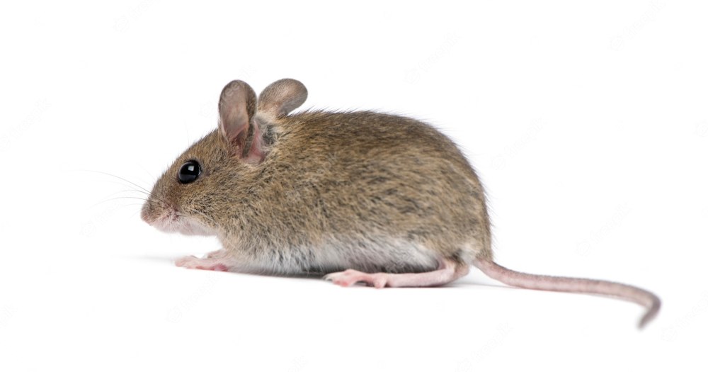 Vole грызун