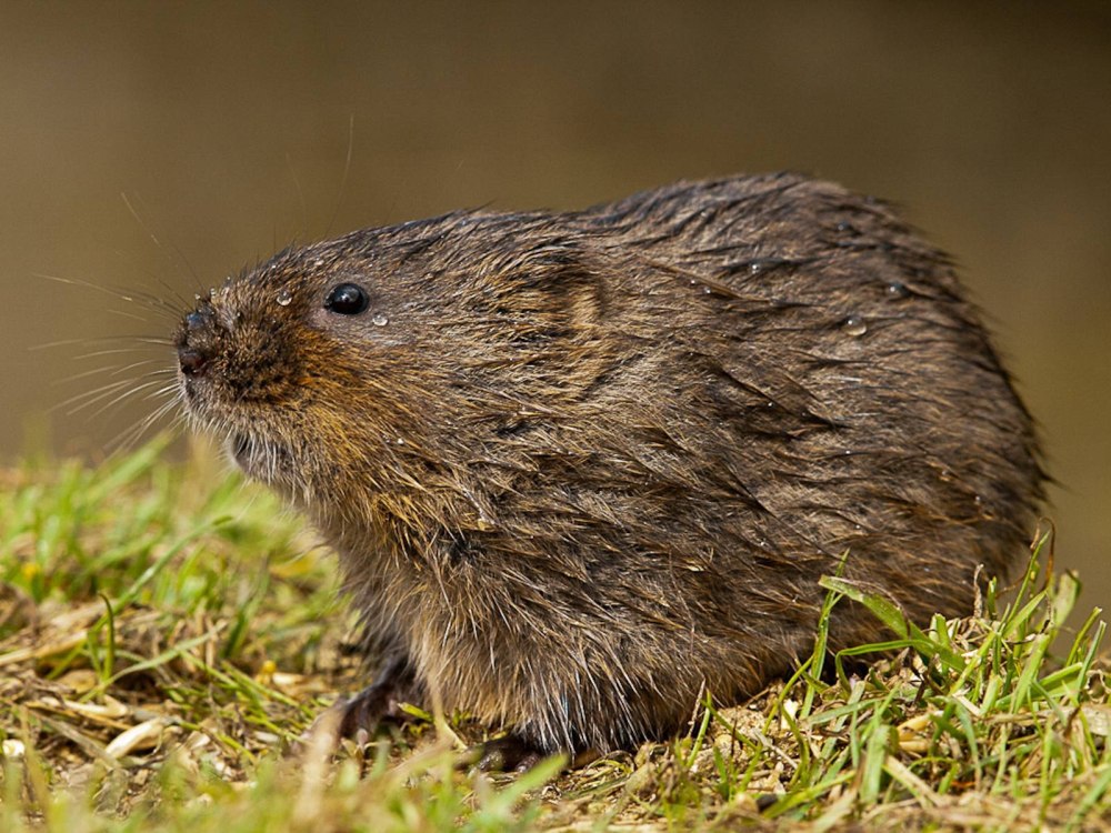 Общественная полевка (Microtus socialis)