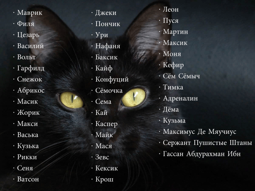 Имена для кошек девочек и мальчиков