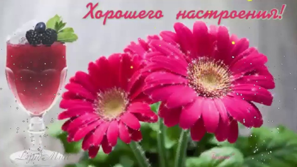 Доброе утро цветы герберы