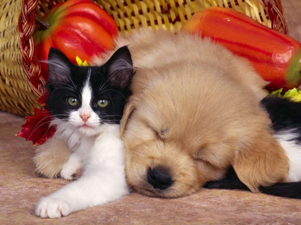 Maltese Cat