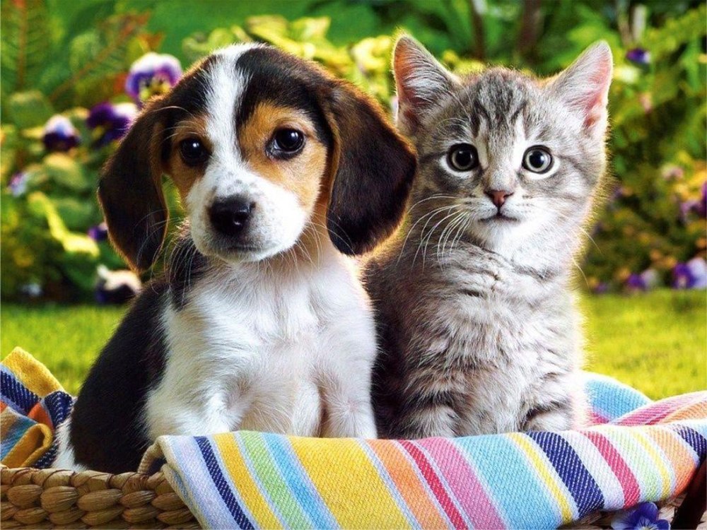 Щенок и котенок