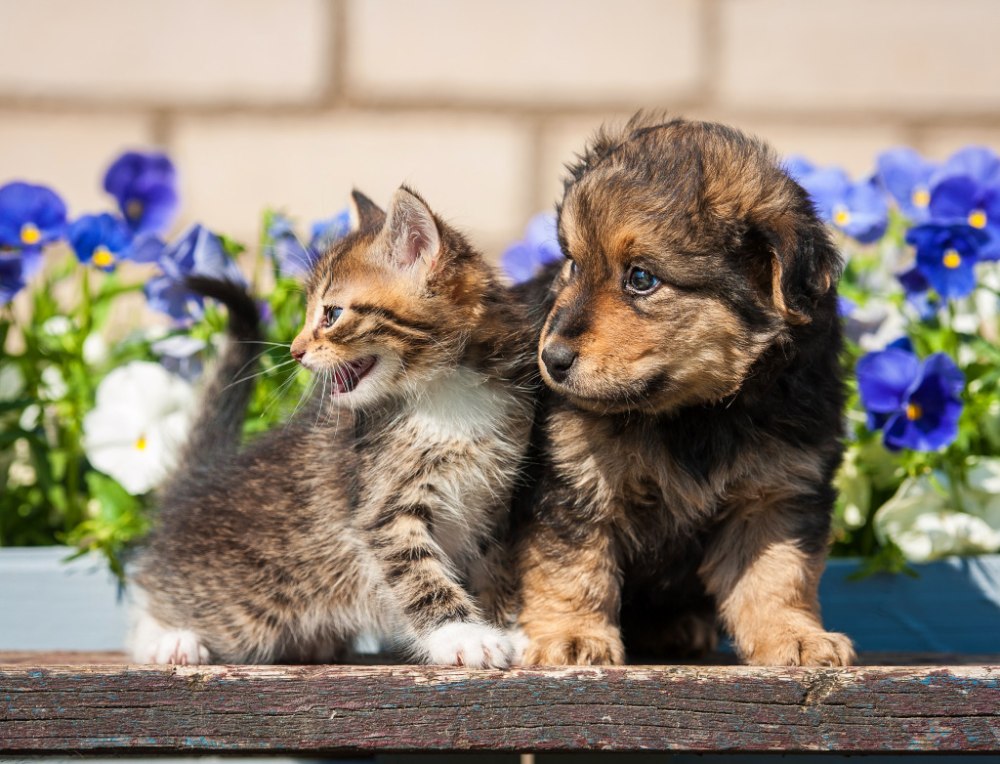 Котики собачки
