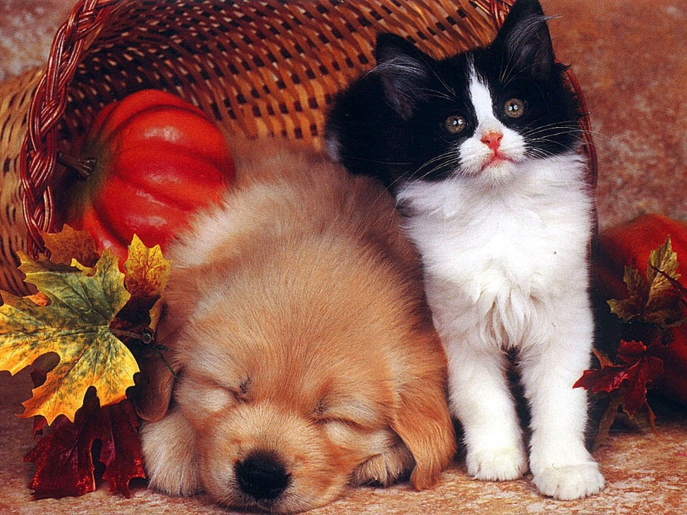 Щенок и котенок
