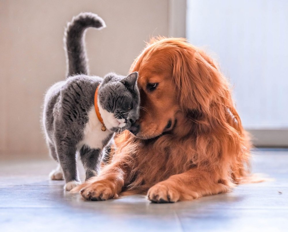 Котик обнимает собачку