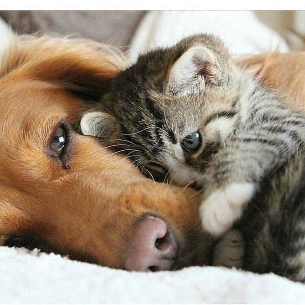 Собака обнимает кошку
