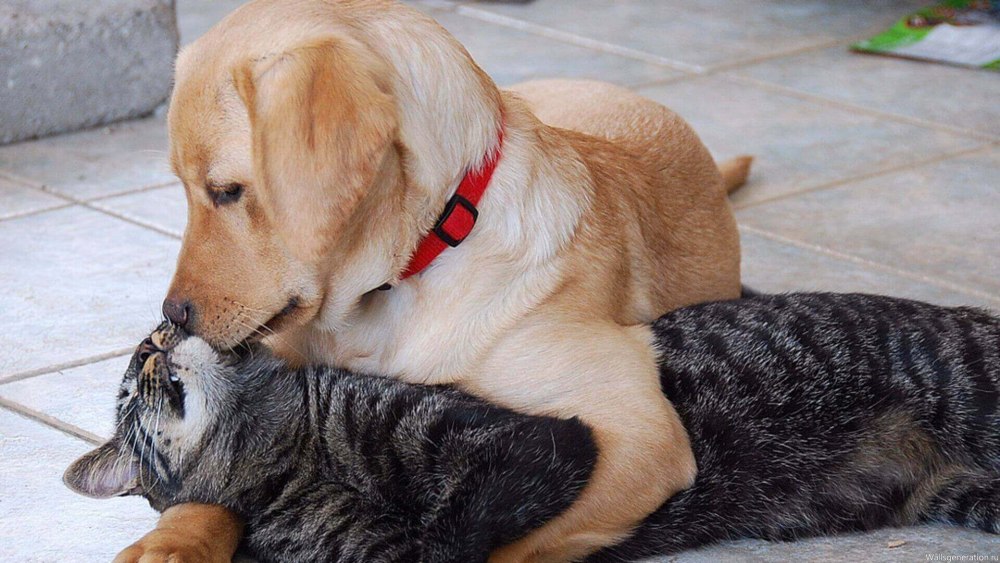 Кошки и собаки