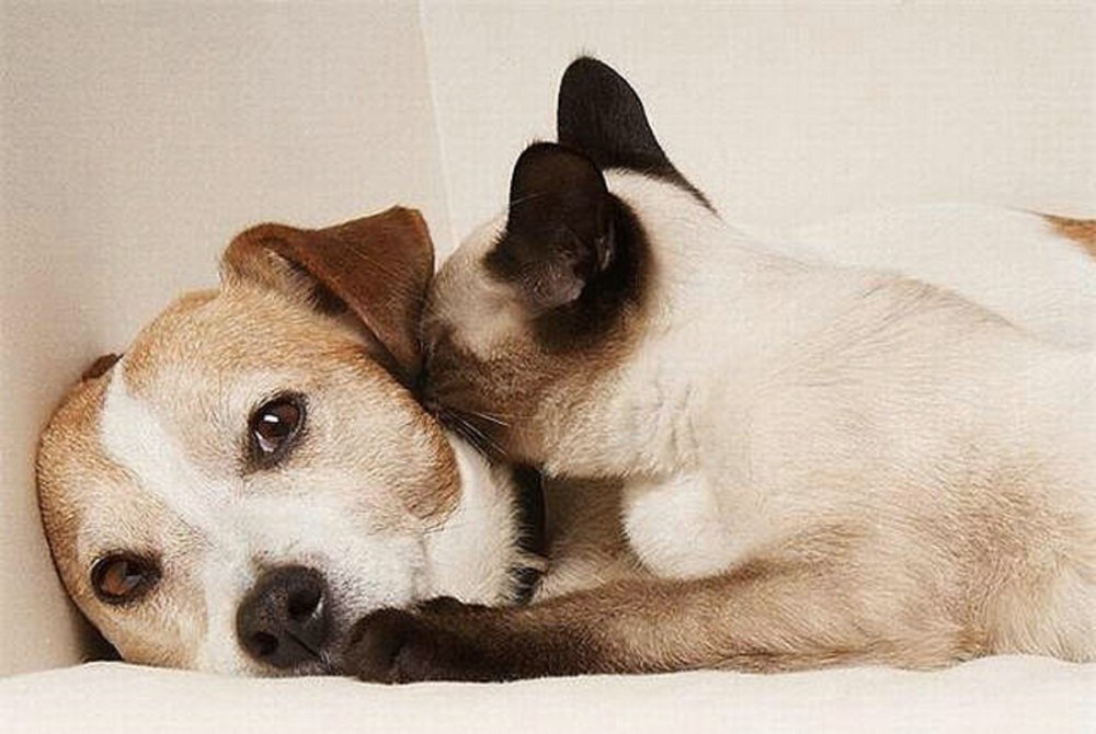 Кот и собака обнимаются