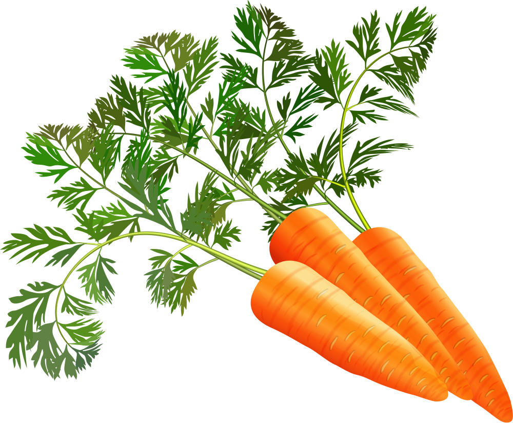 Морковь свежая