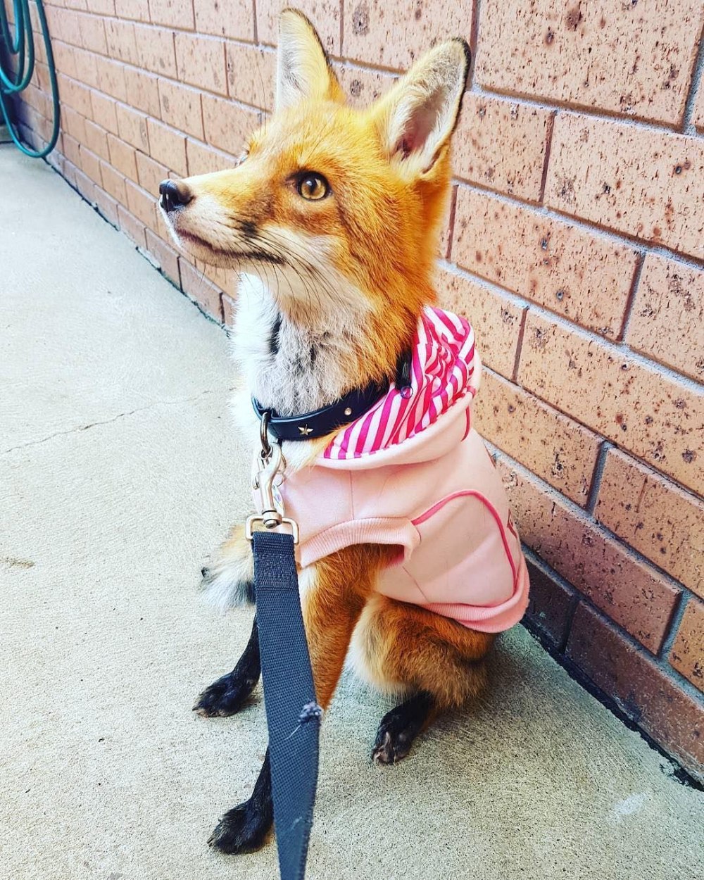 Лазурная Лисичка Aoi Kitsune