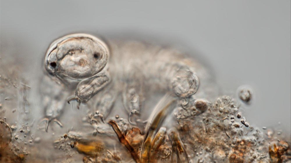 Ramazzottius varieornatus