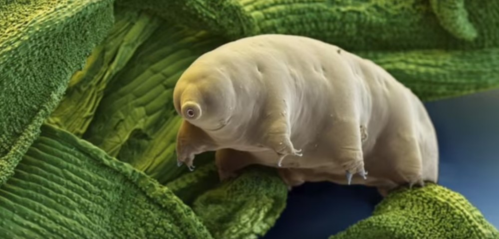 Тихоходка (Tardigrada)