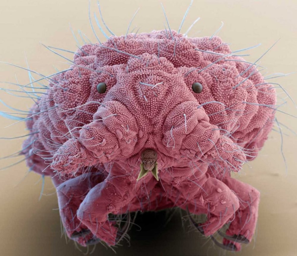 Springtail (bilobella SP.