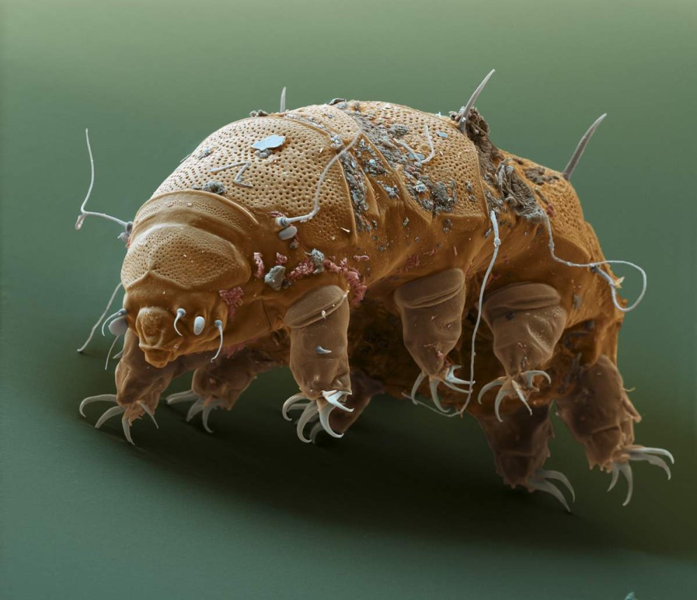 Тихоходка (Tardigrada)