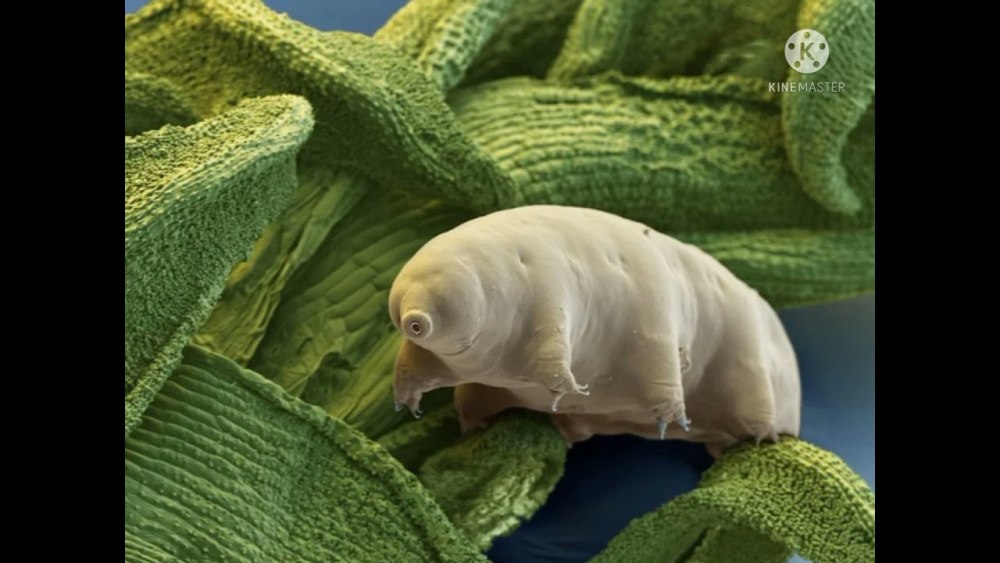 Тихоходка (Tardigrada)