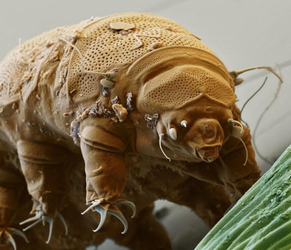 Тихоходка (Tardigrada)