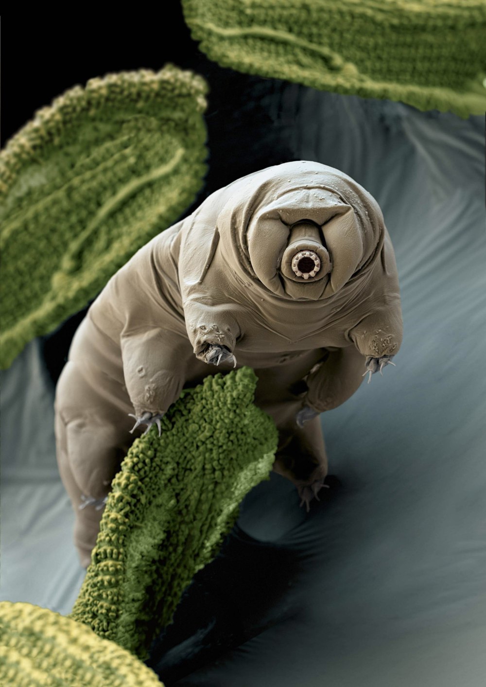 Тихоходка (Tardigrada)