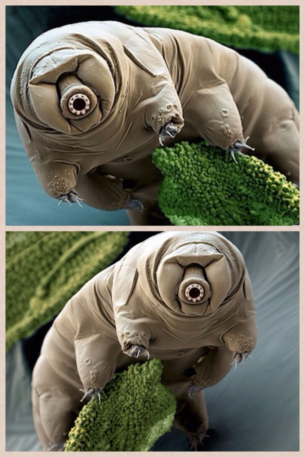 Тихоходка (Tardigrada)