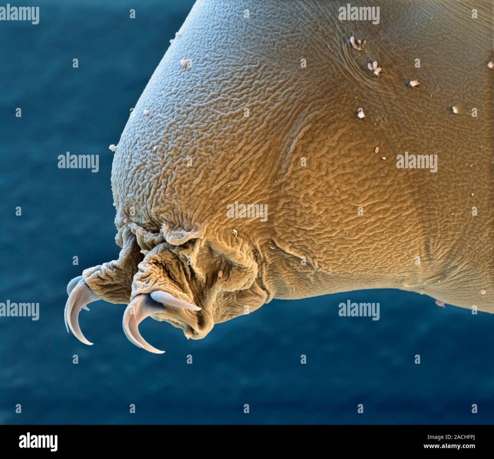 Тихоходка (Tardigrada)