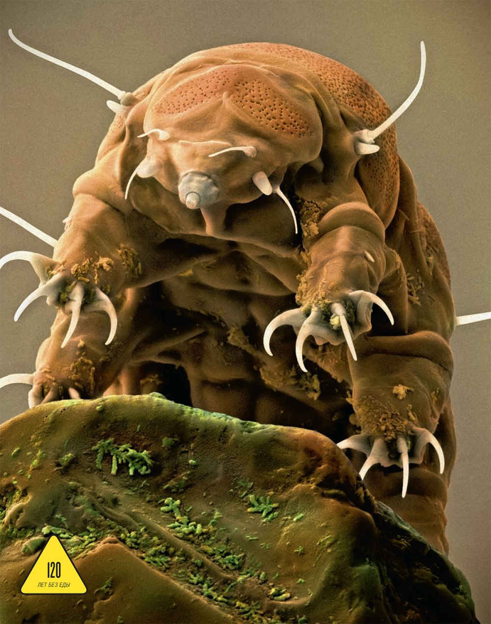 Тихоходка (Tardigrada)