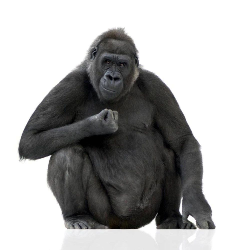 Статуэтка Gorilla Kare k193489