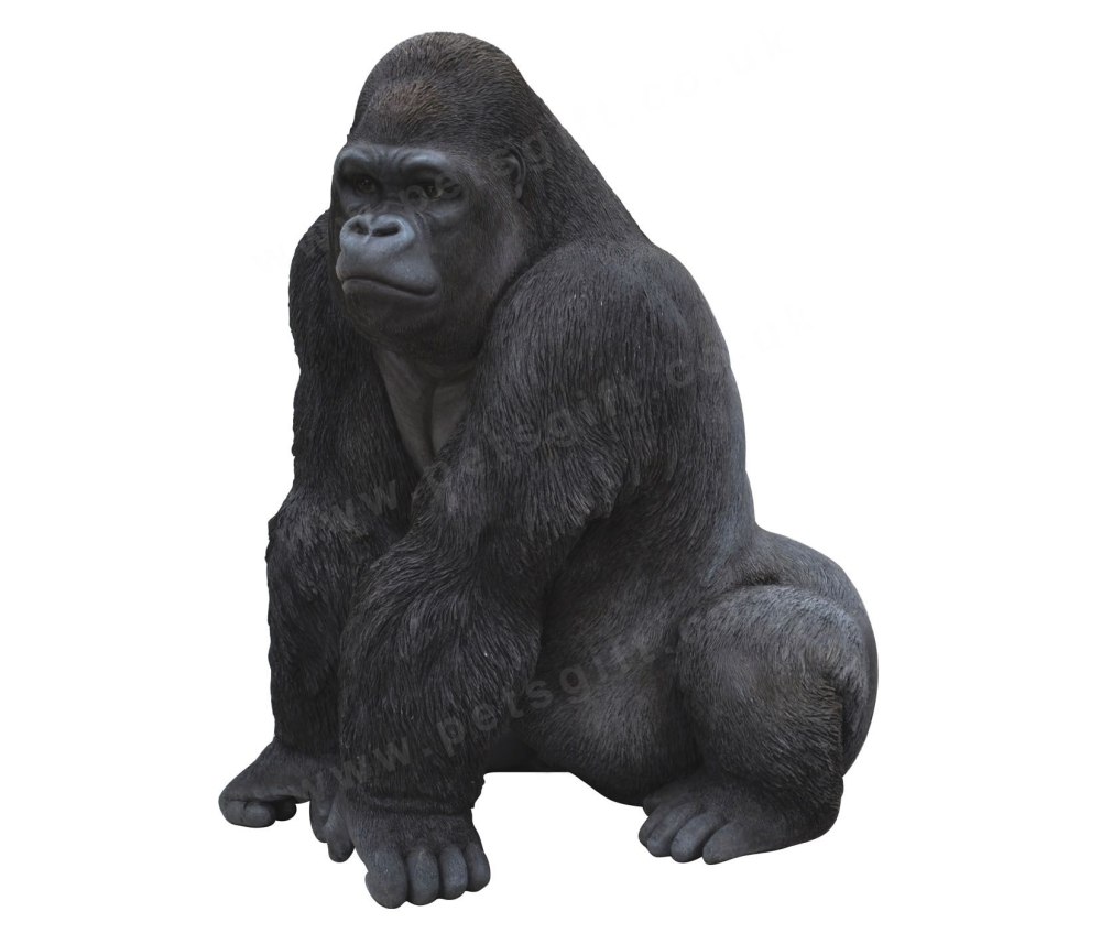 Gorilla на белом фоне
