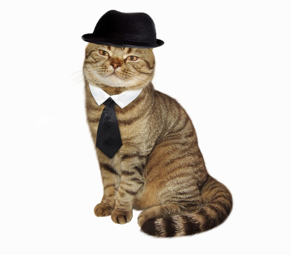 Котик с бабочкой