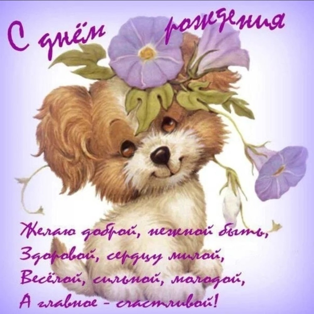 Красивые ромашки