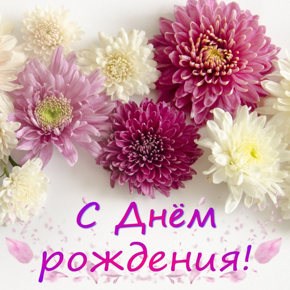 Маргаритки цветы букет