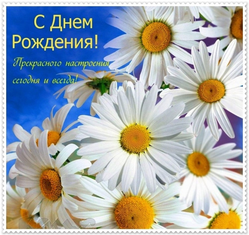 Поздравления с днём рождения ромашки