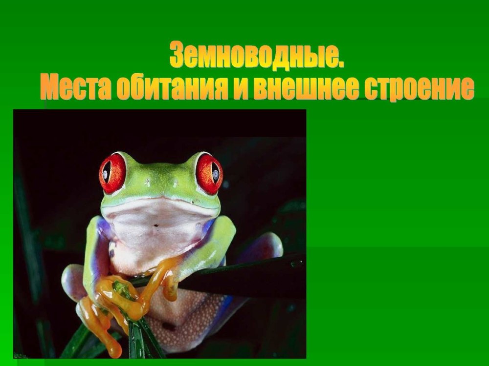 Стеклянная лягушка презентация