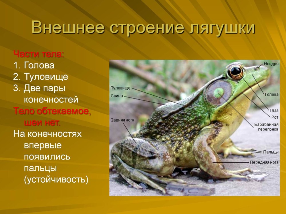 Внешнее строение лягушки