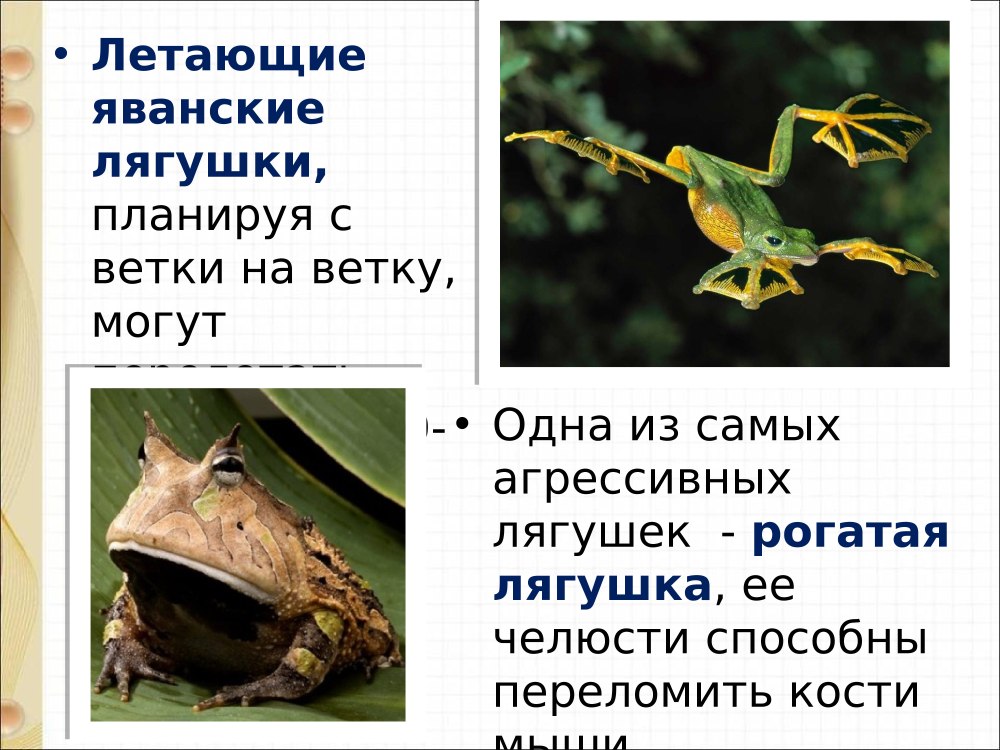 Прудовая лягушка личинка