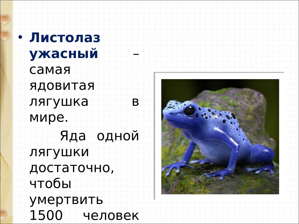 Класс земноводные