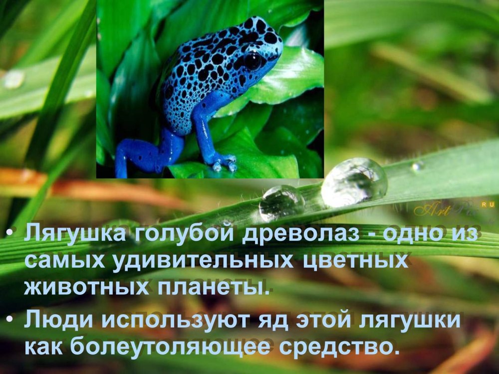 Болото для дошкольников