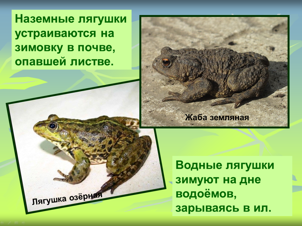 Как лягушка готовится к зиме