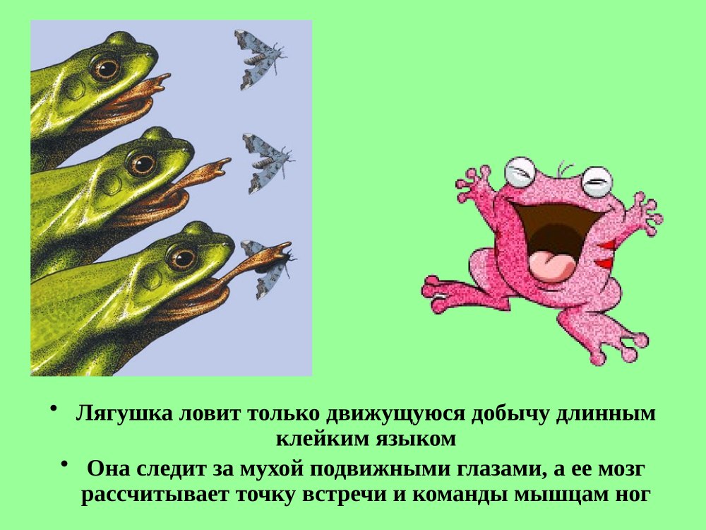 Стих лягушата Берестов